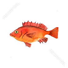 watercolor drawing fish, deepwater redfish