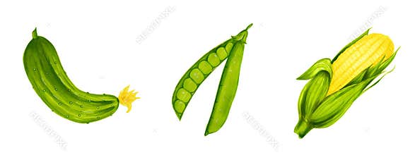 Set of realistic watercolor illustration of juicy vegetables isolated on white background. Organic food icon. Healthy