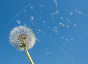 Dandelion Seeds Blow in Wind