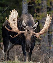 Moose in winter in Jasper, Canada