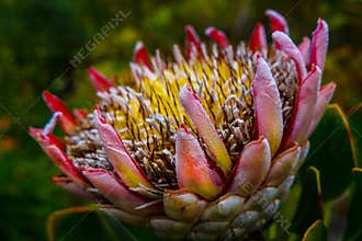 Protea close up in pastel pink with blurred garden