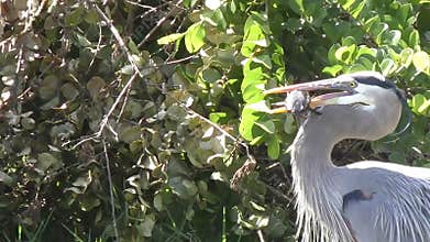 Great Blue Heron catching fish