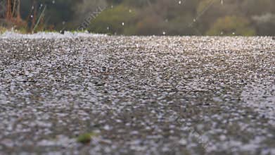 Cherry blossom petals blowing along the road
