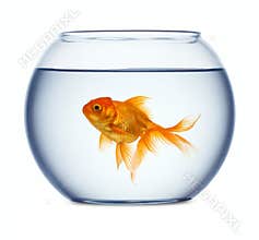 Goldfish in a fishbowl