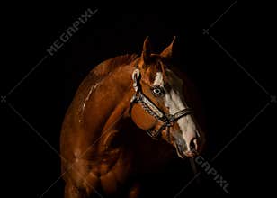 Chesnut horse with white blaze on black