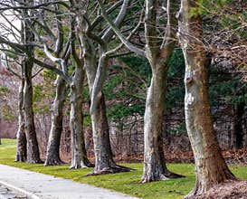 Perspective view of the tree alley in Quincy, Massachusetts
