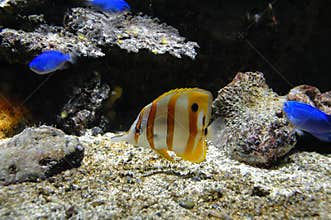 Tropical fish in the zoo