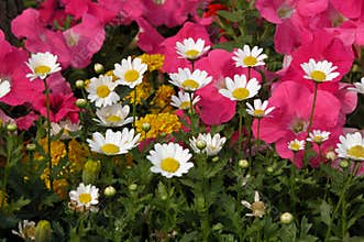 Flower Garden