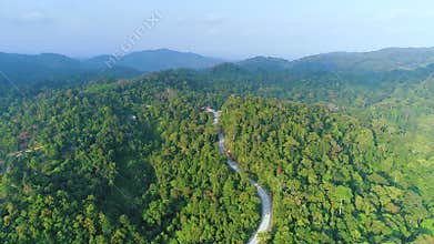 Panoramic green forest nature landscape drone view