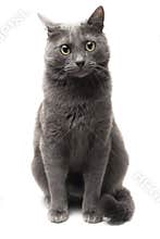 Grey cat sitting over white background