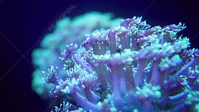 Macro 4k video of fluorescent anemone slowly moving its tentacles. Marine underwater life on coral reef. Perfect
