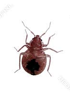 Close-up Bedbug