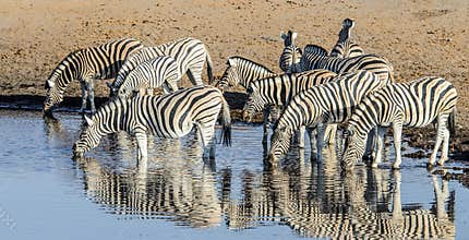 Herd of Bushnell Zebras in Etosha National Park, Namibia
