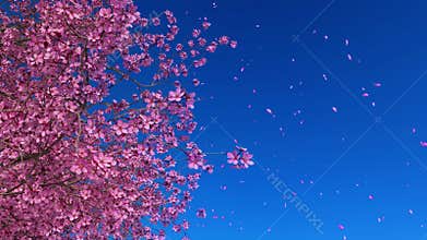 Close up of pink sakura cherry tree in blossom 3D