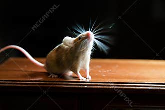 Mouse with twitching whiskers
