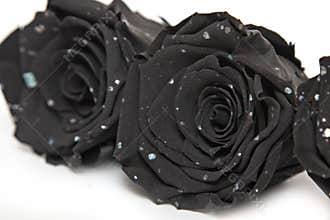 Galaxy black rose close up isolated on white