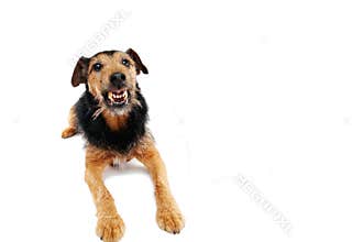 Angry dog