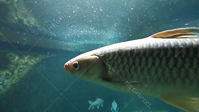 Dirty, polluted and grainy water and freshwater fish