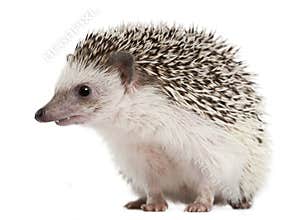 Four-toed Hedgehog, Atelerix albiventris