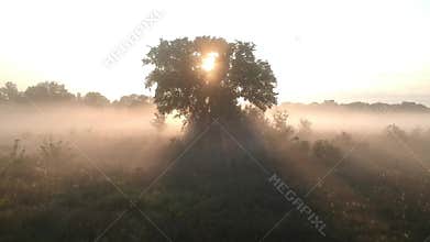 Flight in a meadow in the fog to the morning sun through the branches of trees