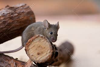 Brown pet mouse
