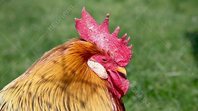 The cock is falling asleep