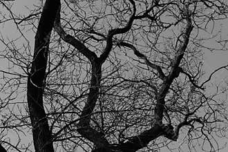 Black White Tree