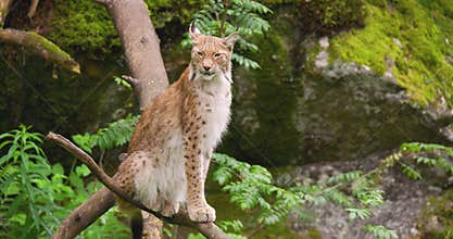 Carnivore mammal sitting on tree in forest