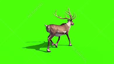 Animal Reindeer Walk Back Green Screen 3D Rendering Animation
