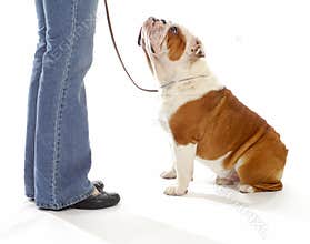 Dog obedience training