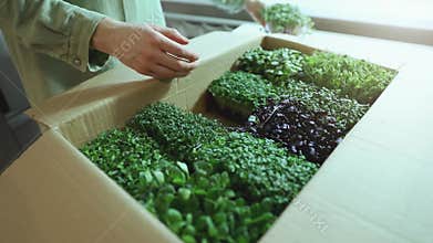 organic raw food - woman takes a microgreens containers out of box