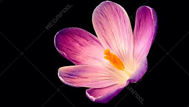 Time-lapse of purple flower blooming on black background.