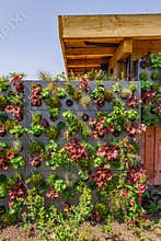 Green house fence with planting plants on the wall. Vertical gardening
