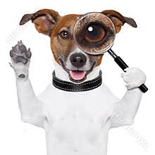 Dog with magnifying glass