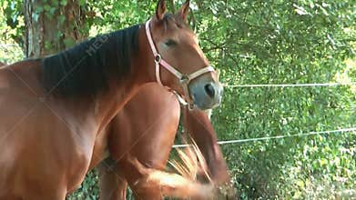 Video of two horses standing nose to tail wafting away flies