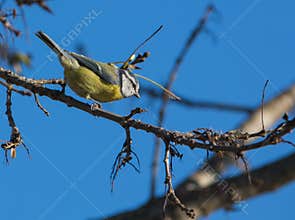 Blue Tit