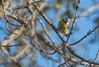 Blue Tit