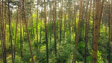 Background footage nature park sunset magical beautiful sunlight forest