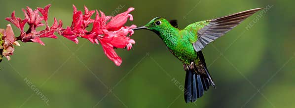Green Crowned Brilliant
