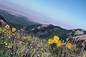 Alpine meadow with wildflowers