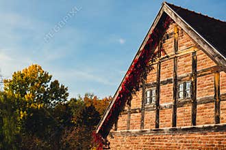 Autumn window in old brick wall covered with leaves in red color. Autumnal fall house atmosphere in sun day.