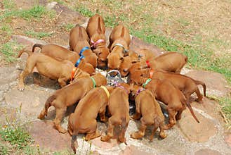 Litter of puppies