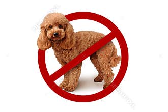 Dog with prohibition sign on white background - No dogs allowed concept