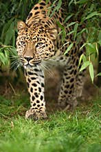 Amur Leopard