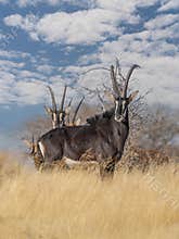 Sable antelope (Hippotragus niger)