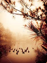 Peaceful Pond