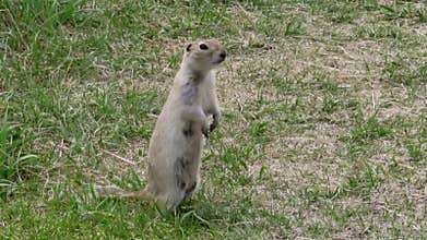 A Prairie dog standing and running during spring