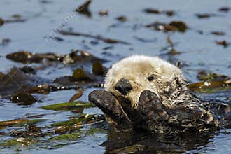 Califonia Sea Otter