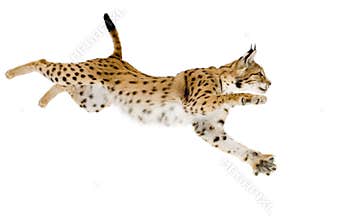 Lynx (2 years)