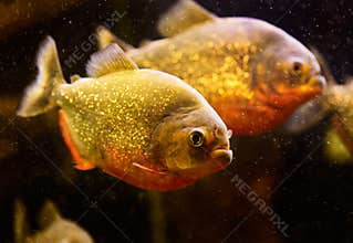 Red piranha (Serrasalmus nattereri)